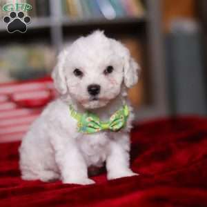 Robby, Bichon Frise Puppy
