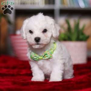 Robby, Bichon Frise Puppy