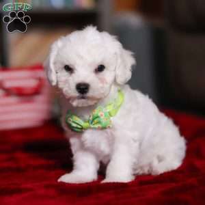 Robby, Bichon Frise Puppy