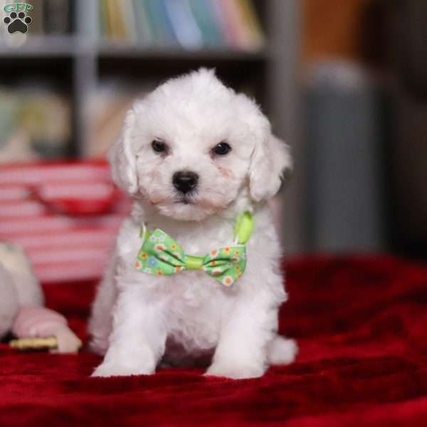 Robby, Bichon Frise Puppy
