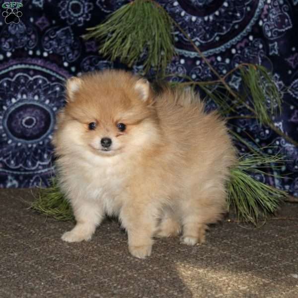 Robert, Pomeranian Puppy