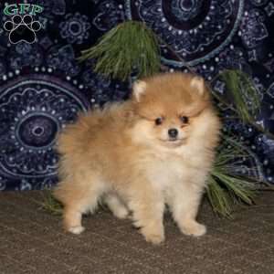 Robert, Pomeranian Puppy