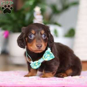 Robin, Dachshund Puppy