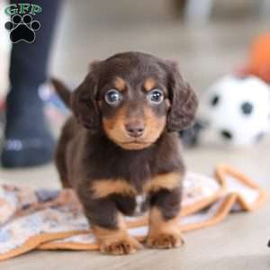 Robin, Dachshund Puppy
