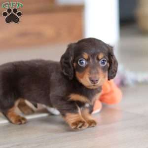 Robin, Dachshund Puppy