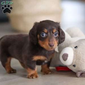 Robin, Dachshund Puppy