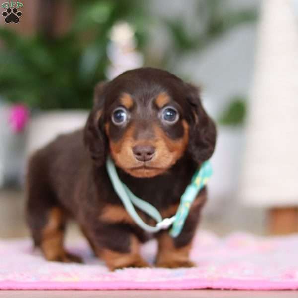 Robin, Dachshund Puppy