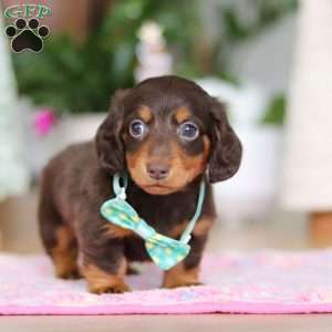 Robin, Dachshund Puppy
