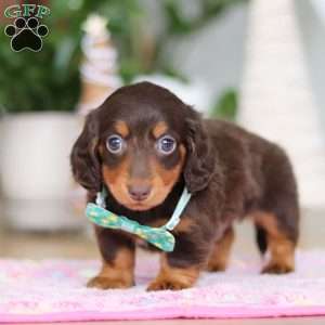 Robin, Dachshund Puppy