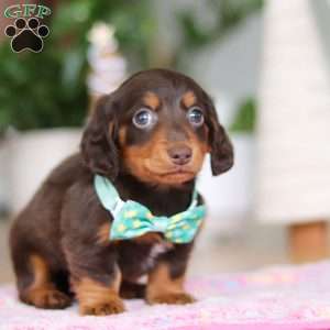 Robin, Dachshund Puppy