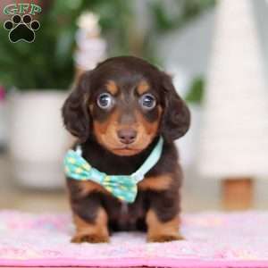 Robin, Dachshund Puppy