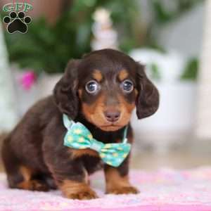 Robin, Dachshund Puppy