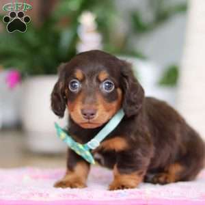 Robin, Dachshund Puppy