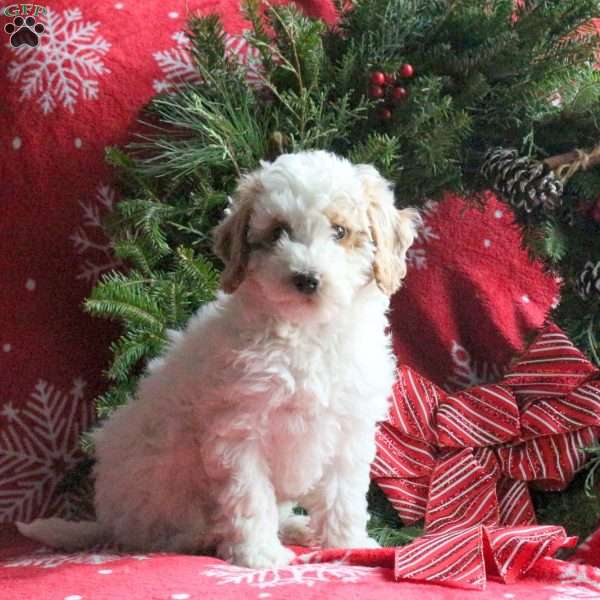 Robin, Miniature Poodle Puppy