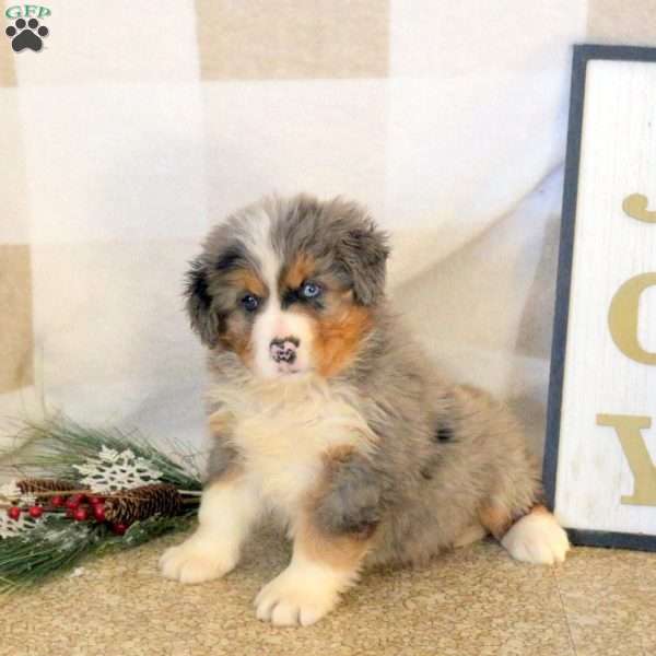 Robin, Mini Bernedoodle Puppy