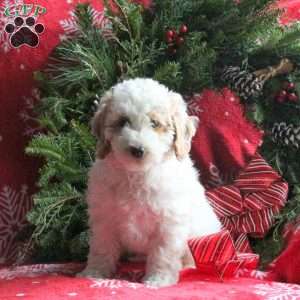 Robin, Miniature Poodle Puppy