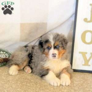 Robin, Mini Bernedoodle Puppy