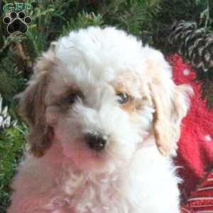 Robin, Miniature Poodle Puppy