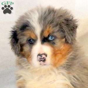 Robin, Mini Bernedoodle Puppy