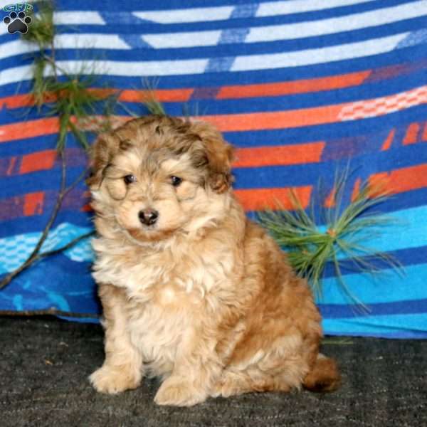 Robin, Miniature Poodle Mix Puppy