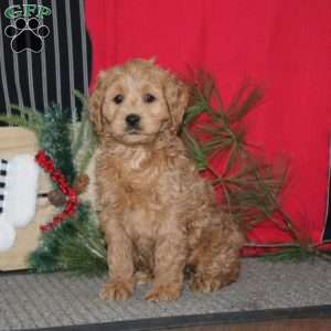 Robin, Cockapoo Puppy
