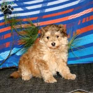 Robin, Miniature Poodle Mix Puppy