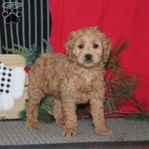 Robin, Cockapoo Puppy
