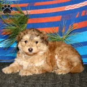 Robin, Miniature Poodle Mix Puppy