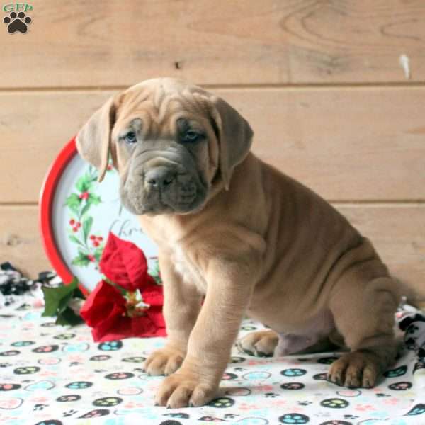Rocco, Cane Corso Puppy