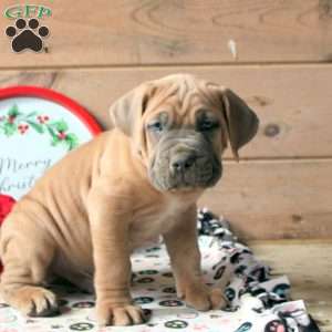 Rocco, Cane Corso Puppy