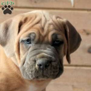 Rocco, Cane Corso Puppy