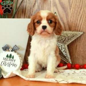 Rochelle, Cavalier King Charles Spaniel Puppy