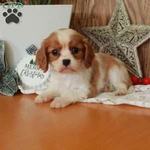 Rochelle, Cavalier King Charles Spaniel Puppy