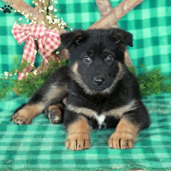 Rocket, German Shepherd Mix Puppy