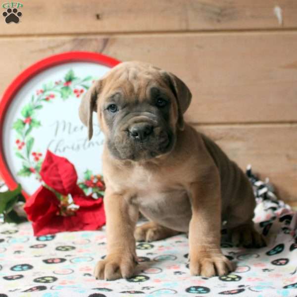 Rocket, Cane Corso Puppy