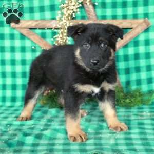 Rocket, German Shepherd Mix Puppy
