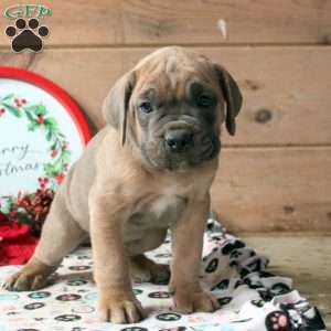 Rocket, Cane Corso Puppy