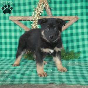 Rocket, German Shepherd Mix Puppy