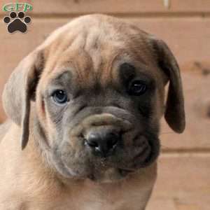 Rocket, Cane Corso Puppy