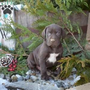 Rocky, German Shorthaired Pointer Puppy