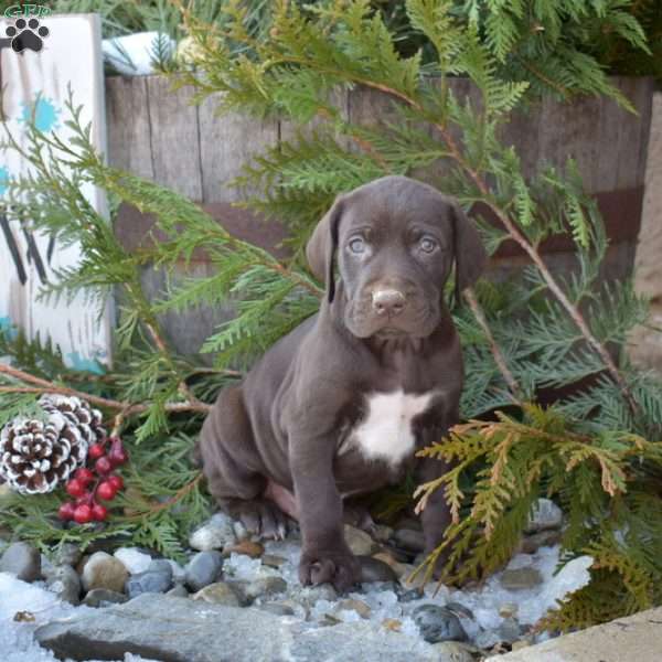 Rocky, German Shorthaired Pointer Puppy