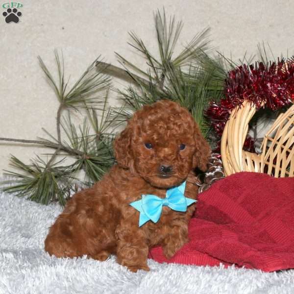 Rocky, Toy Poodle Puppy