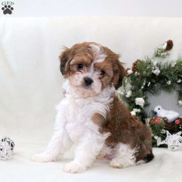Rocky, Havanese Mix Puppy