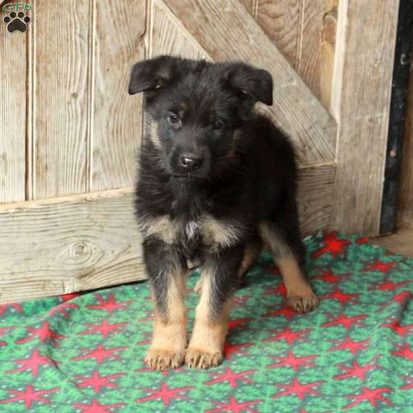 Rocky, German Shepherd Puppy