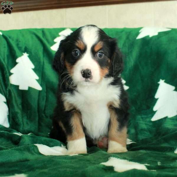 Rocky, Miniature Bernese Mountain Dog Puppy