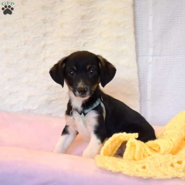 Rocky, Jack Russell Mix Puppy