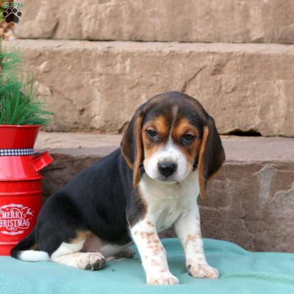 Rocky, Beagle Puppy