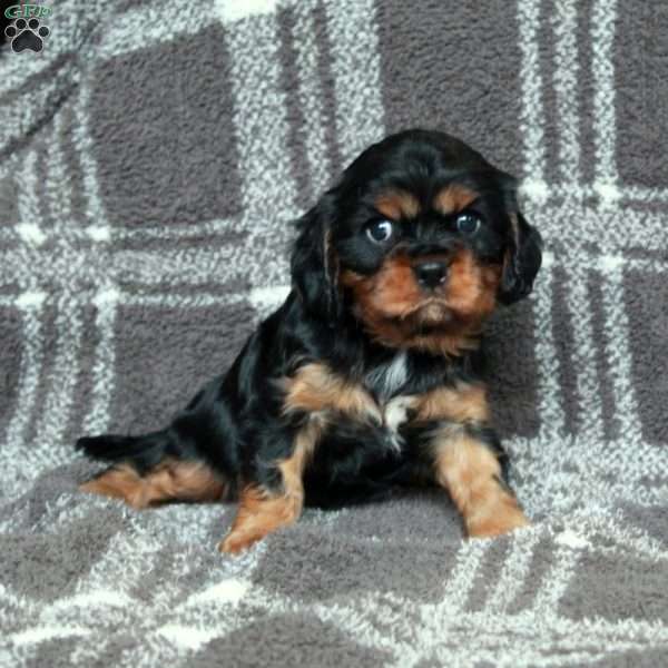 Rocky, Cavalier King Charles Spaniel Puppy