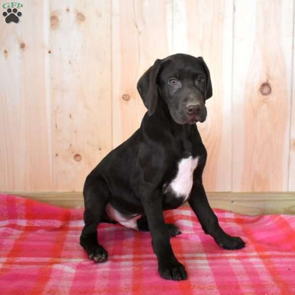 Rocky, German Shorthaired Pointer Puppy