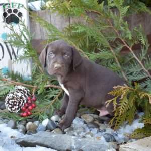 Rocky, German Shorthaired Pointer Puppy